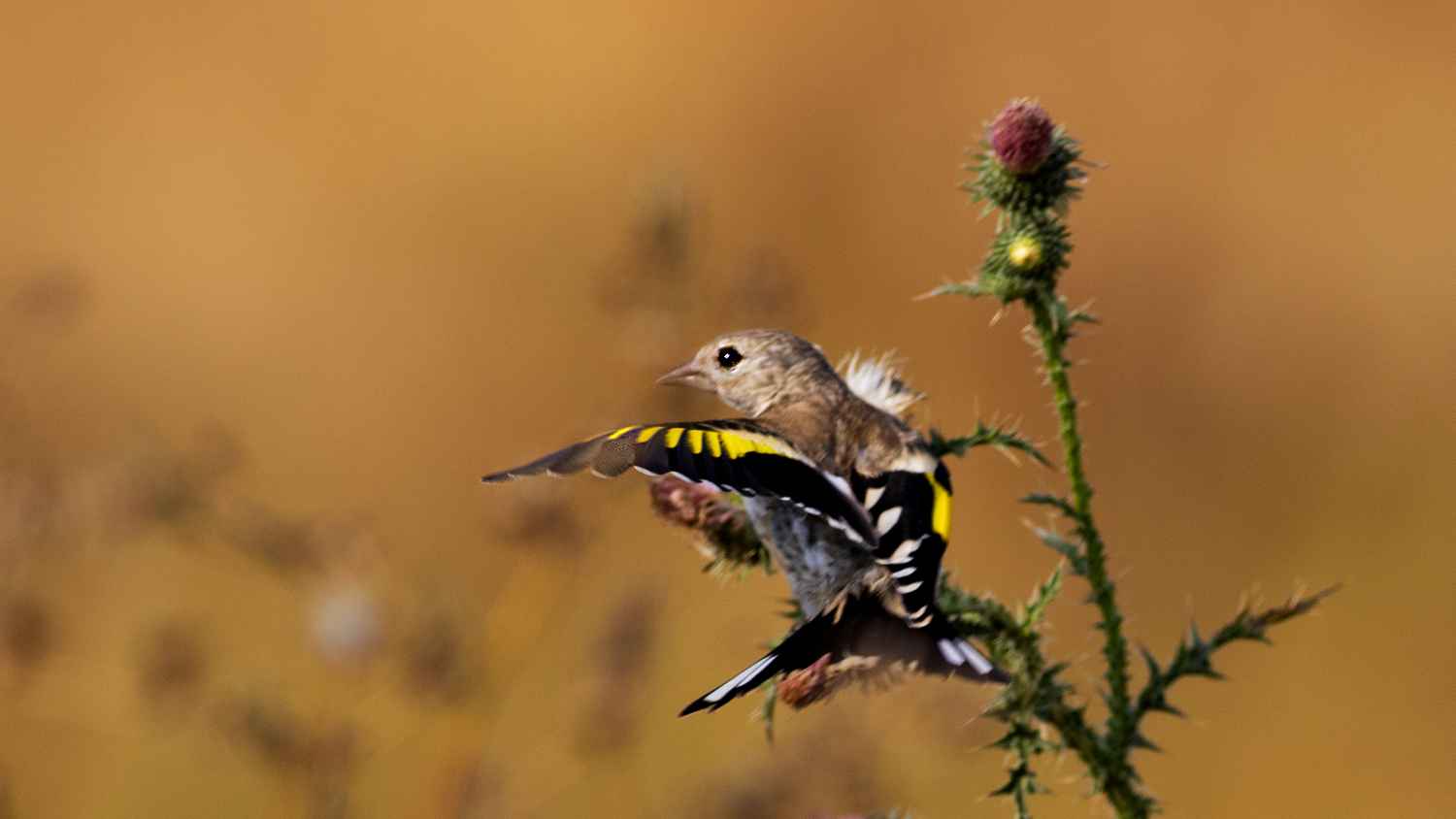European Goldfinch
